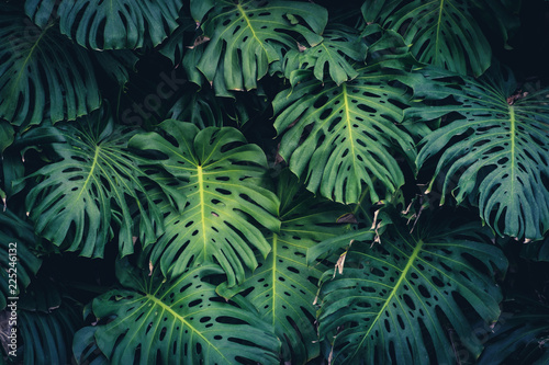 Canvastavla Monstera Philodendron leaves - tropical forest plant