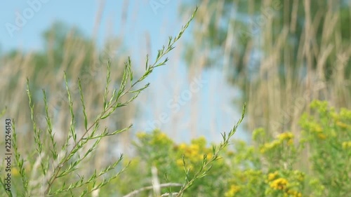 Flowers in a Meadow