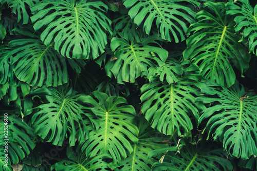 Obraz zielone liście filodendrona