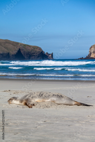 Sea lion resting, rolling waves and cliffs in distance