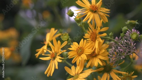Yellow-Orange Flowers