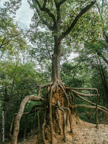 Tree with crazy roots