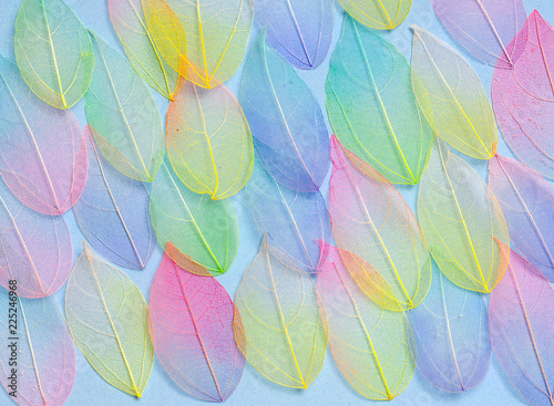 Colored leafs. Leaf texture pattern. Macro leaves background texture. Floral Design. Leaves. Rainbow colors.