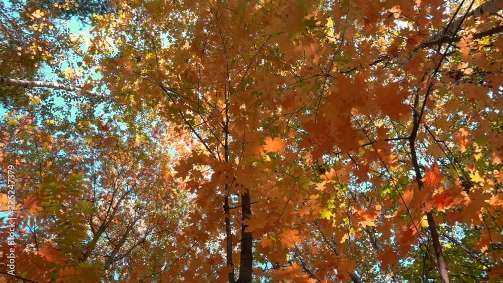 Deciduous forests in warm sunny weather, dried leaves fall from trees slow motion Deciduous forests in warm sunny weather, dried leaves fall from trees slow motion