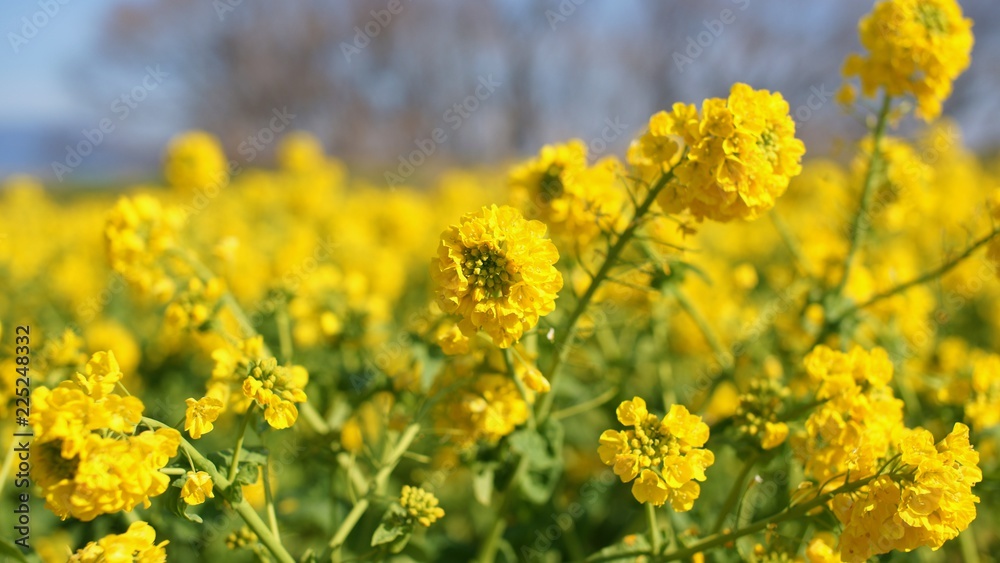 春の陽気に誘われて満開の菜の花