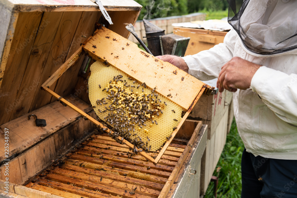 Beekeeper Working on Beehives Beekeeper Working on Beehives