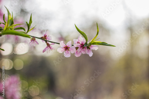 Branch of cherry blossom tree © Duygu