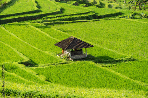 A hut at the Jatiluwih, Bali rice terrace farm. photo