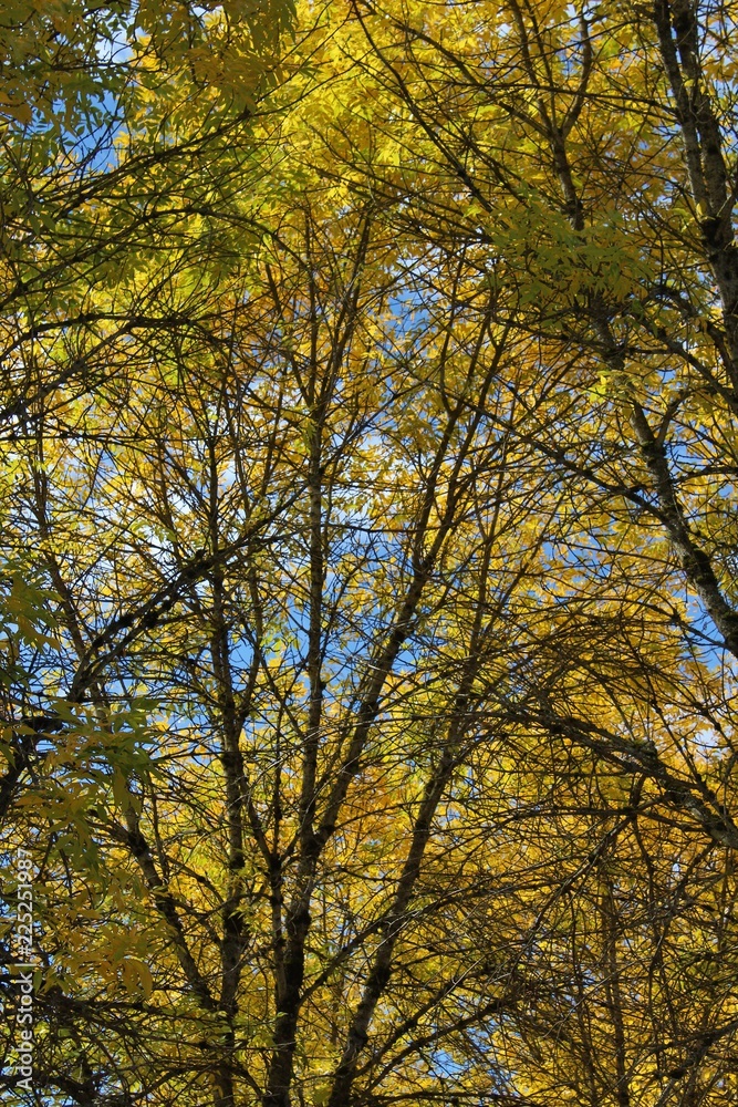 Autumn sunlight through leaves on tree branches with a beautiful sky