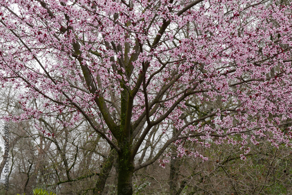Pink blossoming cherry tree