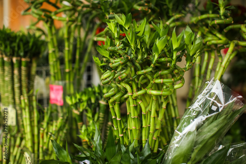 Lucky Bamboo shoots at the hong kong flower market  plants for sale