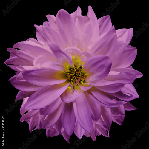 flower isolated. purple-pink dahlia on  the black  background. Flower for design. Closeup. Nature.