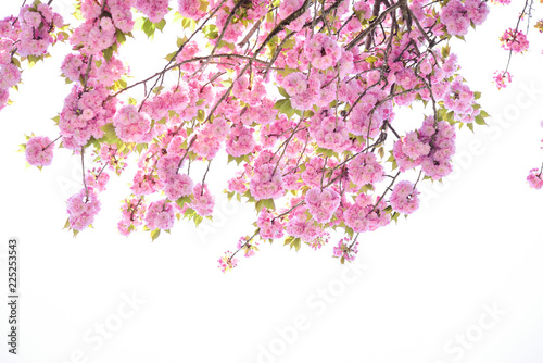 八重桜 © Imagepocket