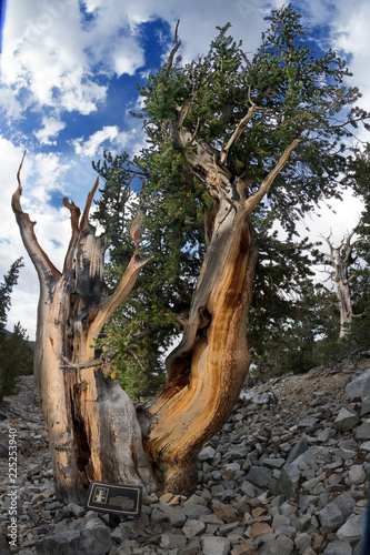 Ancient Bristlecone Pine Tree. Great Basin National Park, Nevada, USA