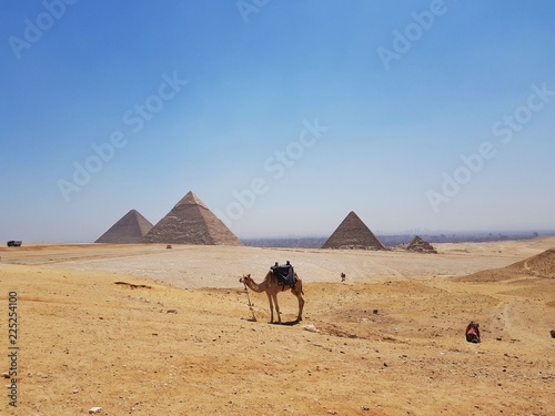 pyramid and camel