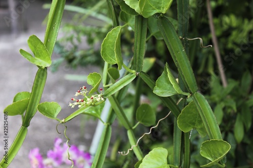 cissus quadrangularis in the garden photo