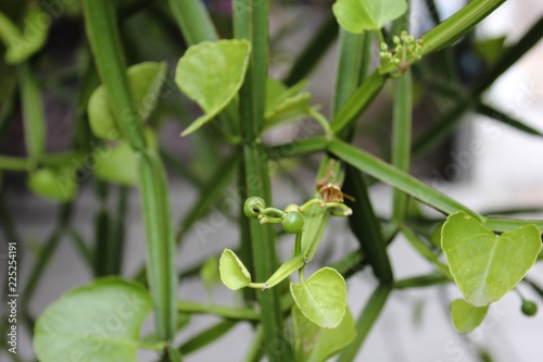 cissus quadrangularis in the garden