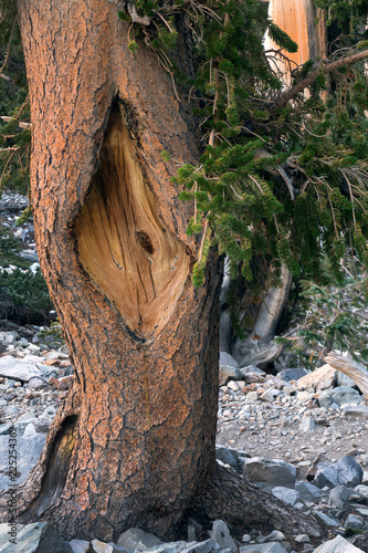 Barrel and branch with needles of Bristlecone Pine Tree. Great Basin National Park, Nevada, USA photo