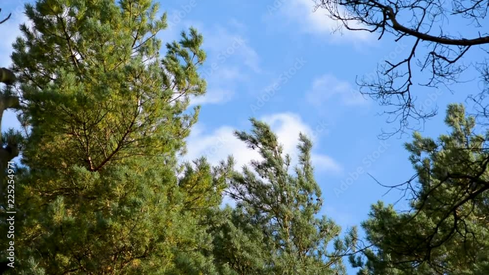 Green trees deciduous and coniferous in the Park area of the city in the autumn against the blue sky and multi-storey buildings Swinging branches in the wind Green trees deciduous and coniferous in the Park area of the city in the autumn against the blue sky and multi-storey buildings Swinging branches in the wind
