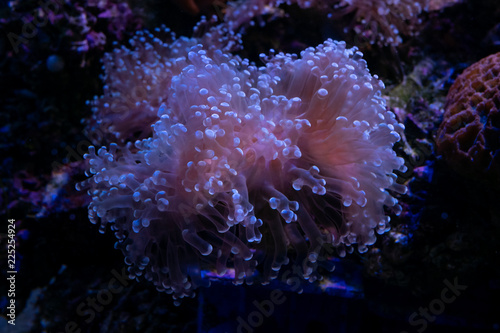 Beautiful sea flower in underwater world with corals and  fish.