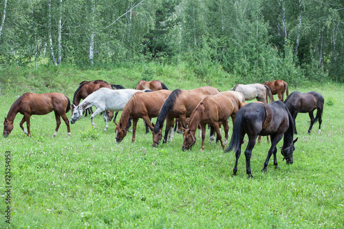 Horses At The Meadow