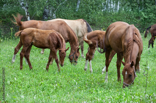 Horses At The Meadow © Fotoskat