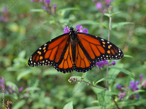 Monarch Butterflies Has Arrive for Another Seasonal migration through Texas
