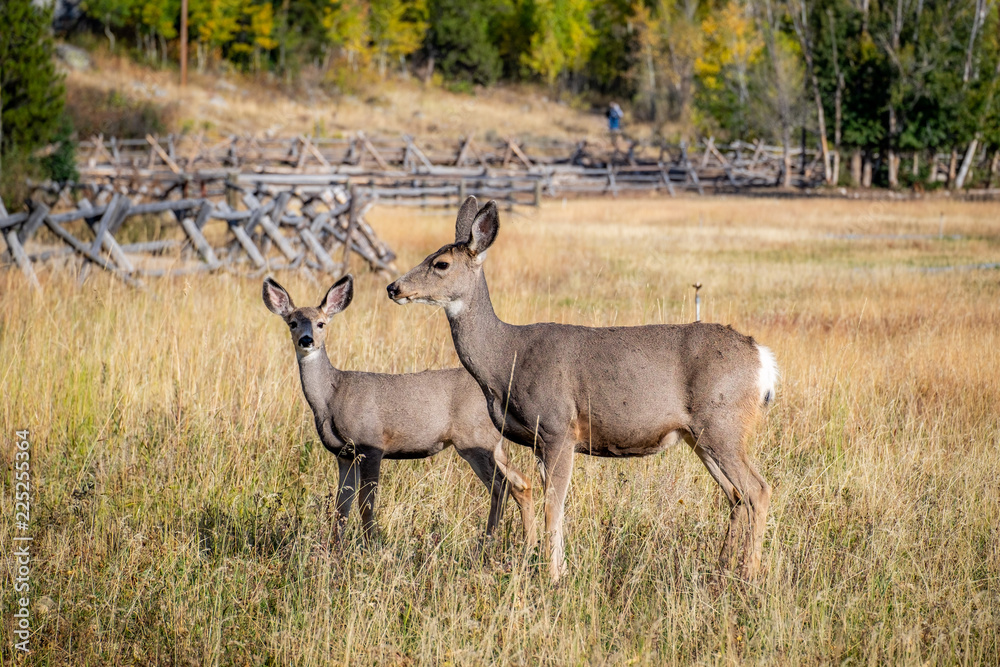 Fototapeta premium Deer