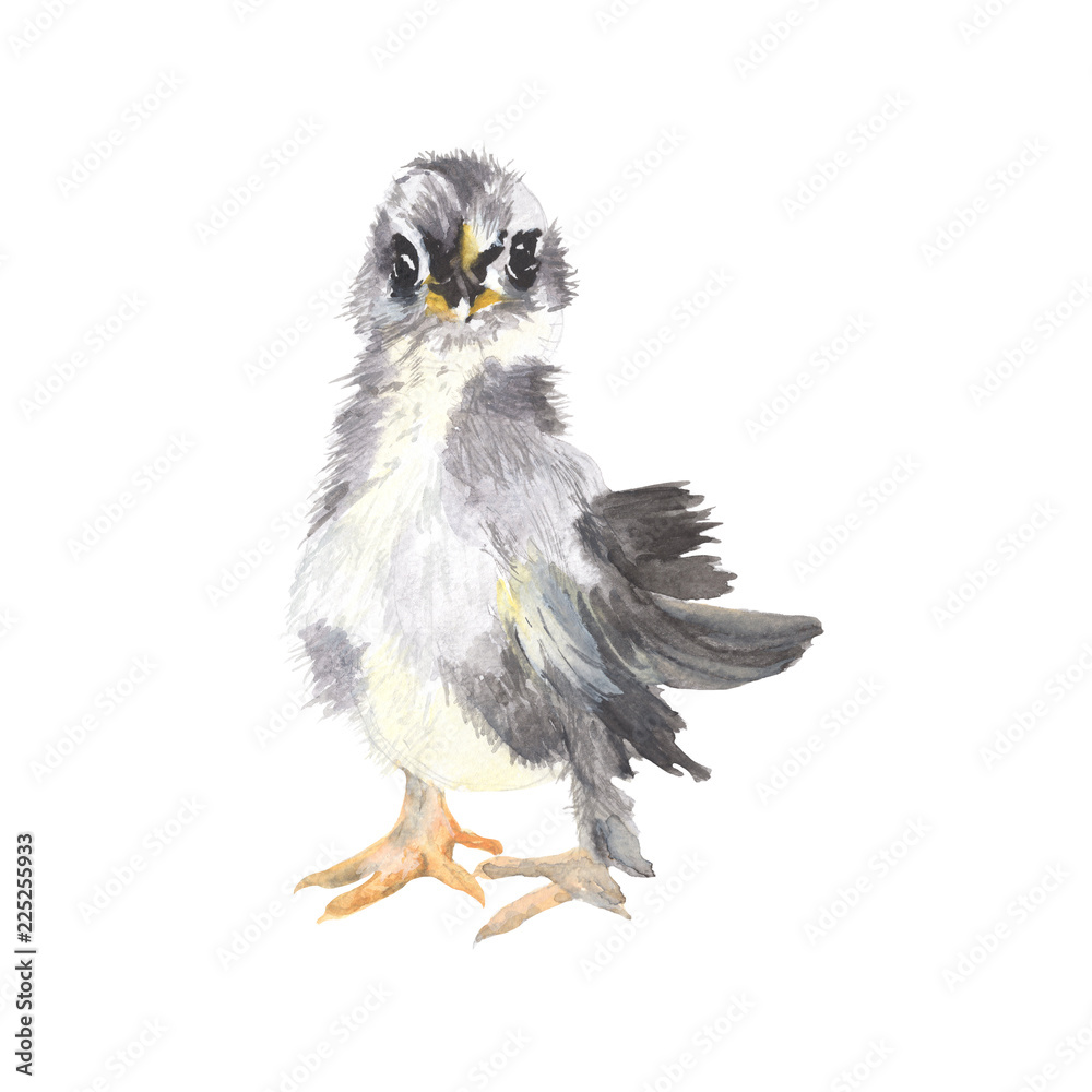 Chicken watercolor isolated . Chicken on white background. Watercolor ...