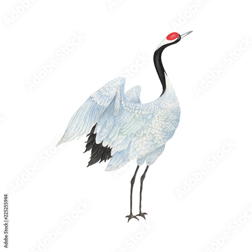 Crane watercolor isolated . Crane on white background. Watercolor hand painted illustration of a Crane.