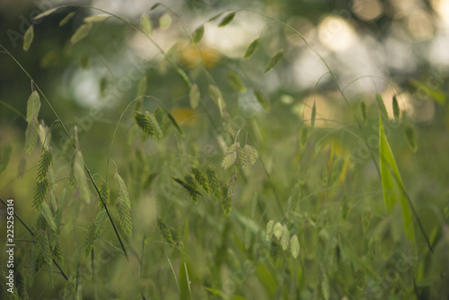 Fototapeta Naklejka Na Ścianę i Meble -  Wild grasses in a midwest prairie meadow at sunset