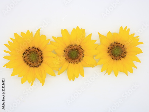 Sunflowers close-up isolated on white background.