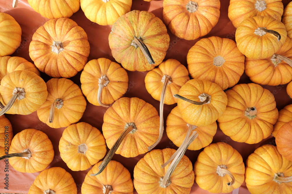 group of heirloom pumpkins group of heirloom pumpkins