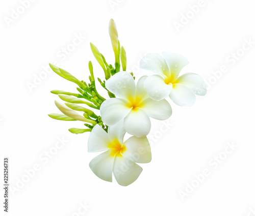 Inflorescence of white plumeria rubra flowers (frangipani) blooming with water drops isolated on white background