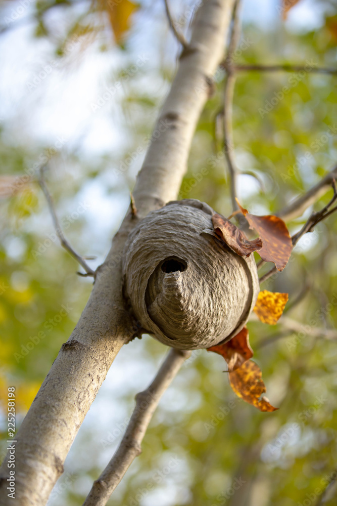 wasp nest above