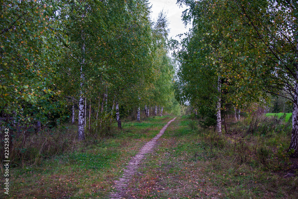 path in forest path in forest