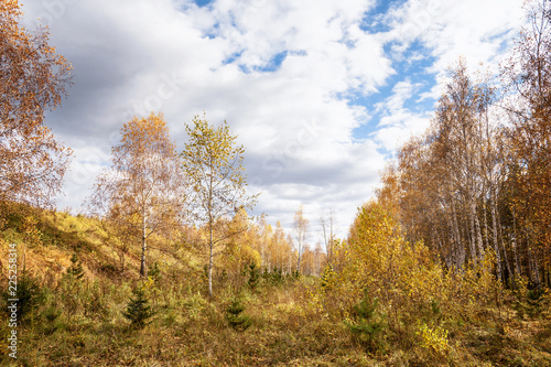 Fall Landscape  Wide Glade in Birch Forest with Golden Foliage at Sunny Day in September