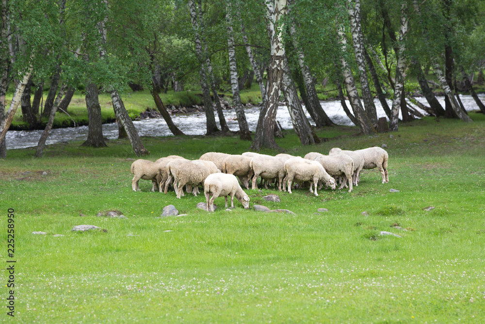 Flock of sheep in a meadow