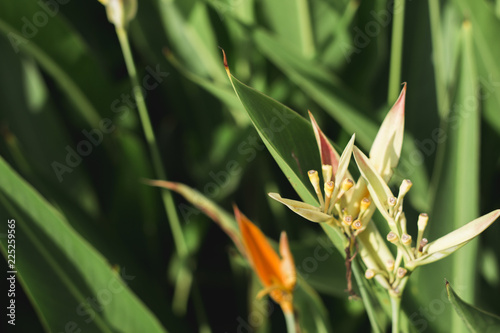 Tropical Flower with Bokeh or Blur Background