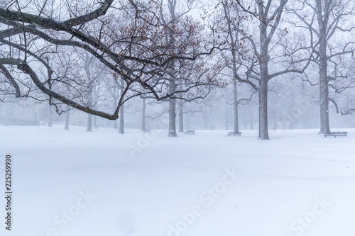 Winter in a snowy park © Cristin