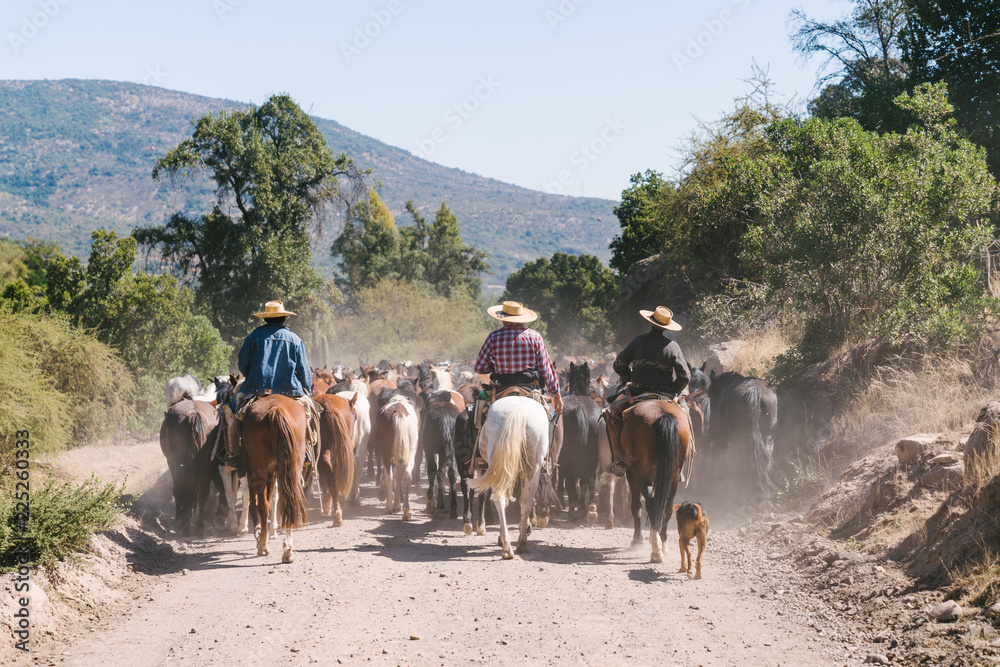 Cowboy's corralling a large group of horses down a road in the rural Andes of Chile near Santiago
