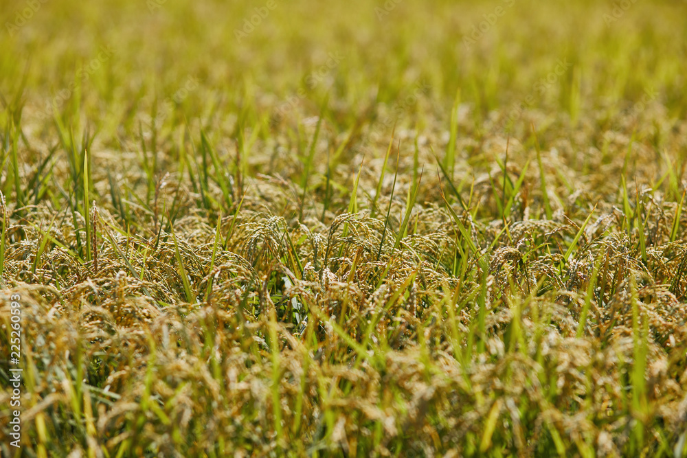 Rice field Rice field