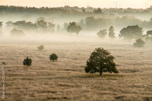 The Kalmhoutse heather park photo