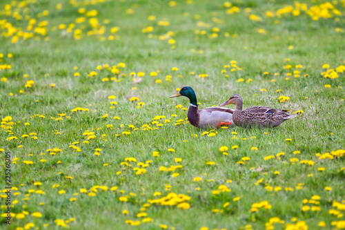 Photography A Mallard couple out for a walk among the flowers