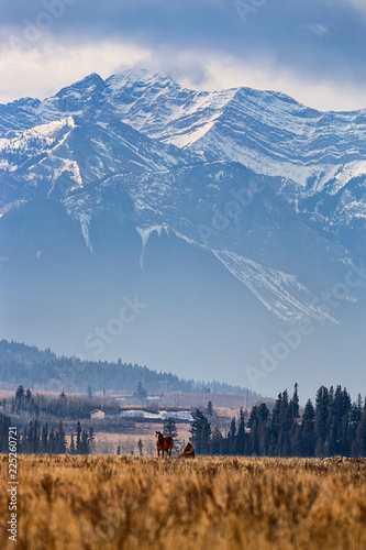 Two horses sitting in a field with mountains in the background