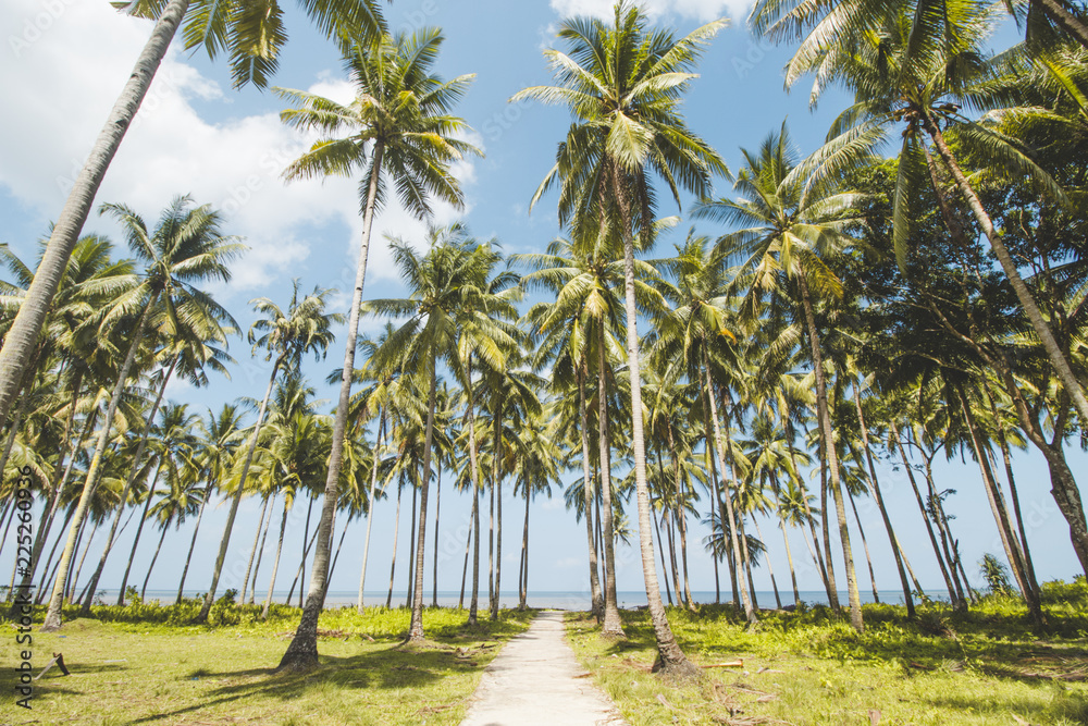 Fototapeta premium Palm or Coconut Tree, Cloudy Blue Sky and Tropical Mud Beach