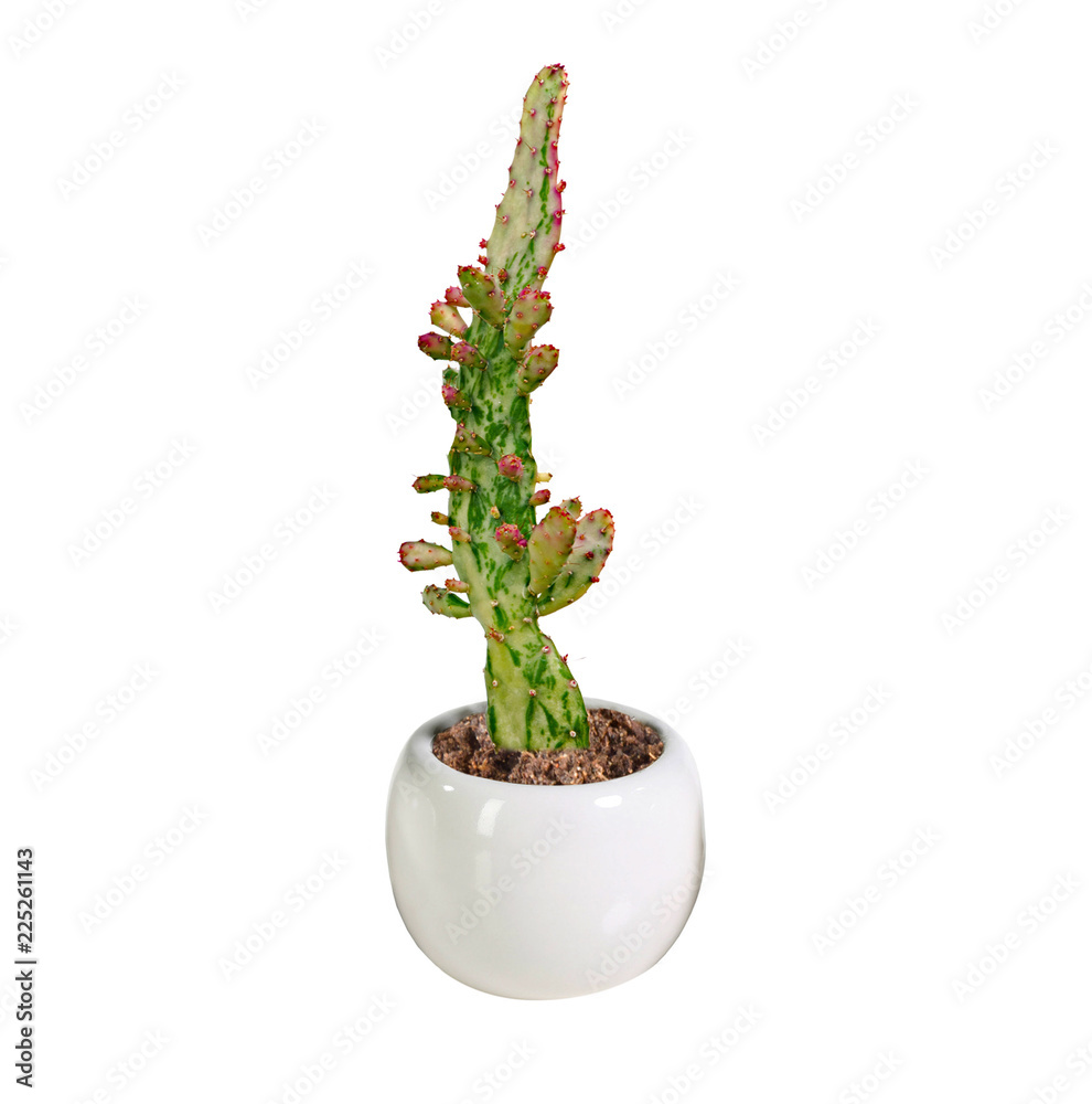 Fototapeta premium cactus isolated on white background