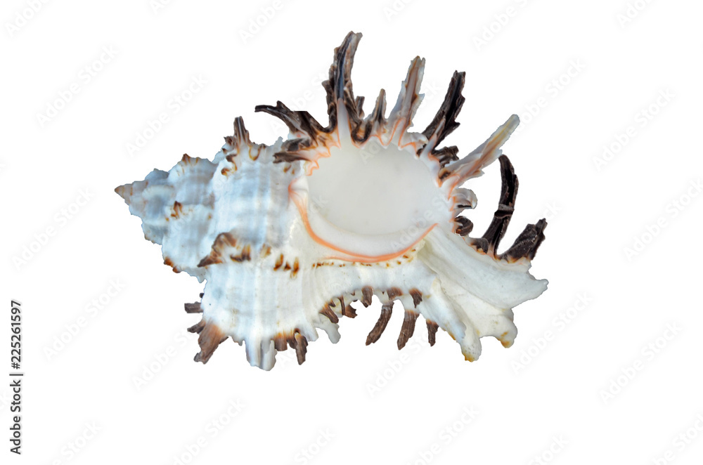 Close up of seashell on white background