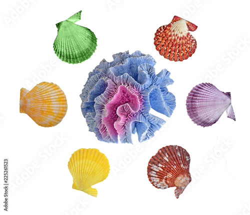 A  coral and seashells isolated on background