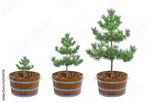 Growth of pines